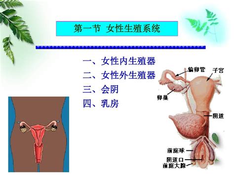 女孩生殖器|女性生殖系统